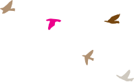 birds background image